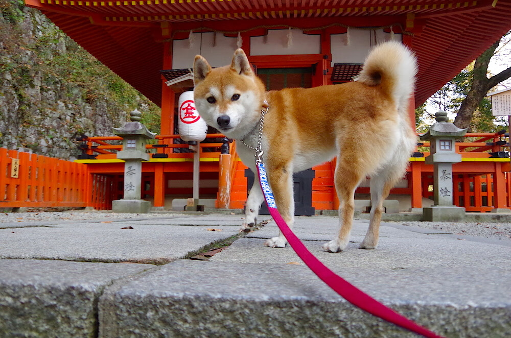 【数据洞察】赛季关键指标走向与球队表现关系,球队赛季总结