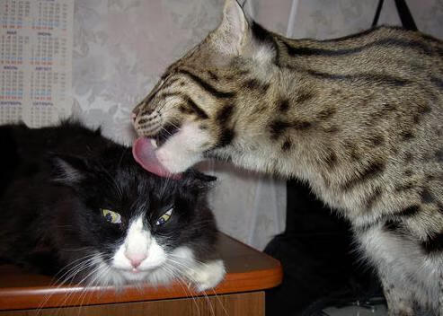 九游（jiuyou.com）游戏-全国青少年“梦想助力”公益项目在海南全民响应，激发青少年潜能