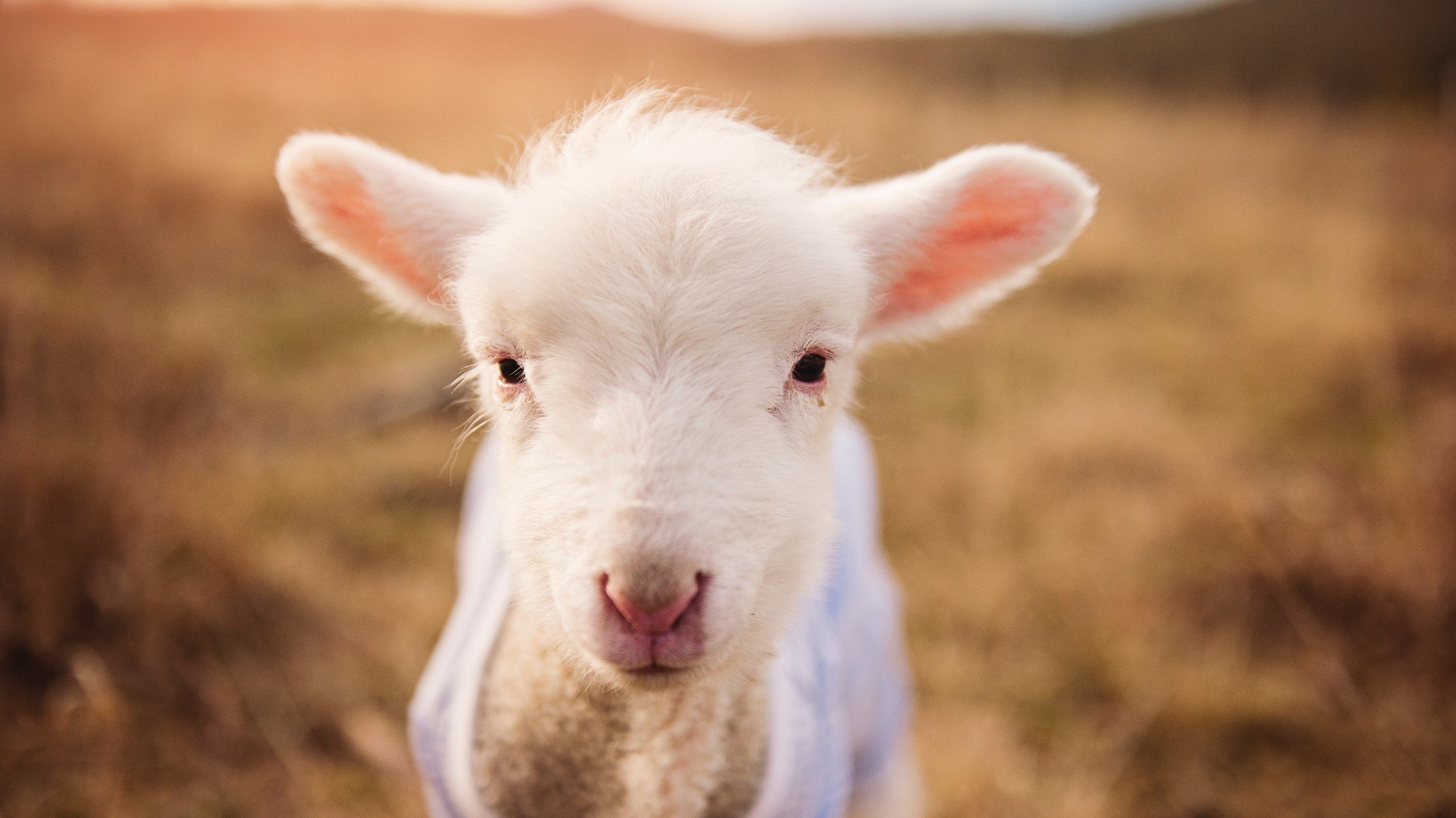 日本媒体关注杭州的IT产业和亚运会开幕式创意。，杭州亚运会日本参加吗