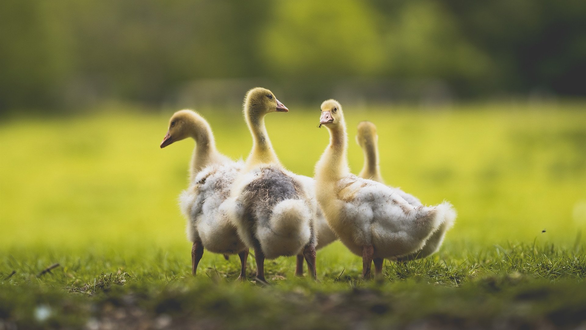 游戏直播用户行为：观看习惯与消费偏好，游戏直播 合理使用