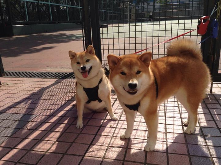 逆境中勇敢前行:那些永不言败的足球强者,足球逆转名言