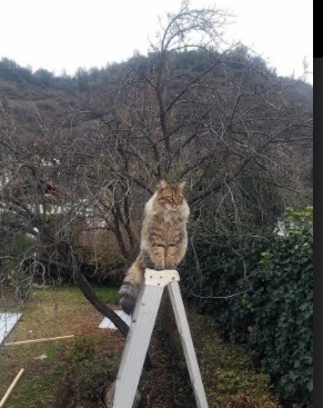 Jiuyou-门将内赫尔关键扑救，确保美国女足胜利，内马尔守门员