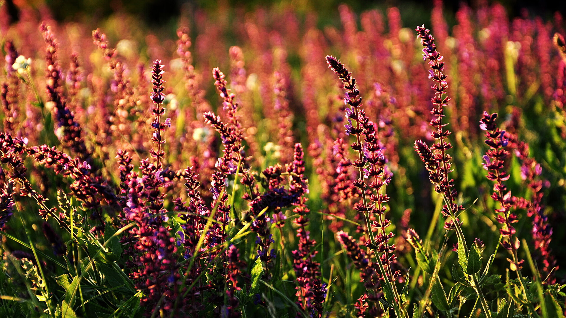 LPL官方推出电竞教育计划，电竞教育包括什么教育