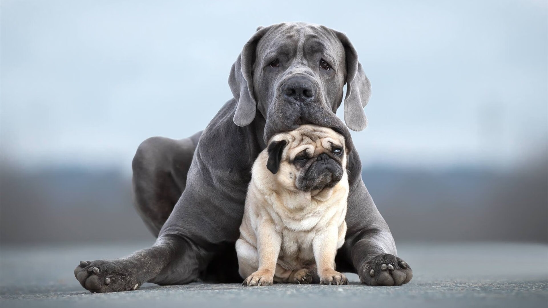 东契奇带领球队完成逆转胜利，东契奇太牛了