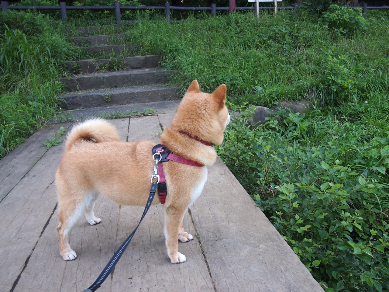 九游sports-中国足球联赛战况异常激烈，各队球员全力以赴，中国足球队比赛情况