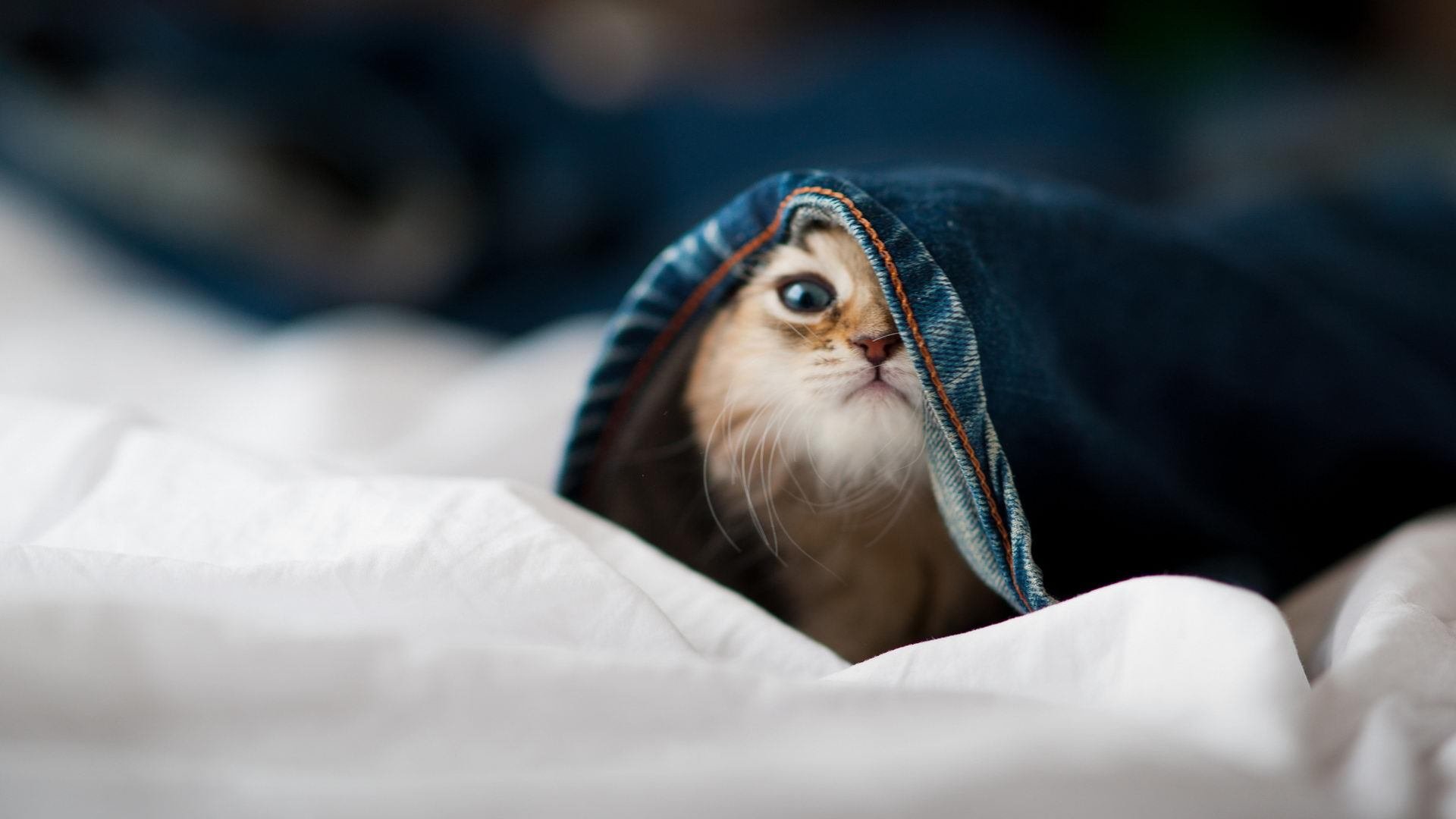 助教突然离队,球队管理层深夜急急闭门会议,nba助教