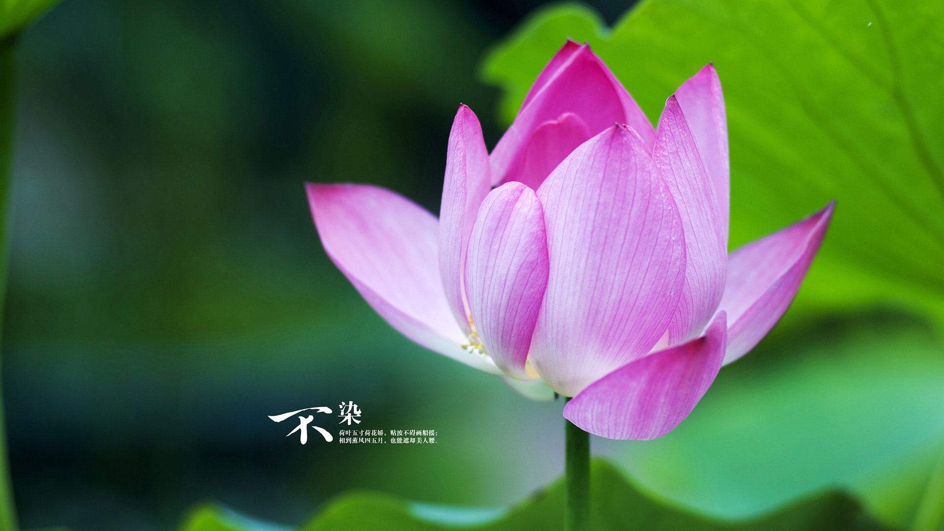 JiuyouAPP下载-国足归化球员表现引关注，国足归化球员 知乎