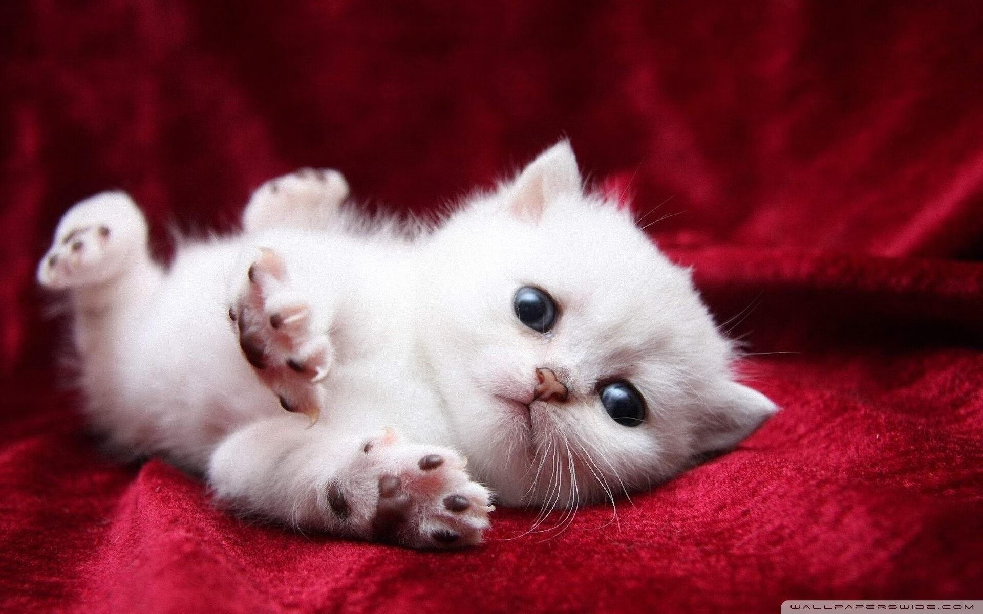 焦点排球赛场战术新趋势,排球比赛的对抗焦点