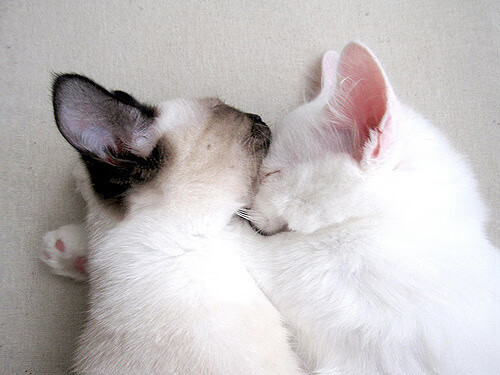 九游9游-球迷对赛事关注度提升，热情高涨，球迷群体