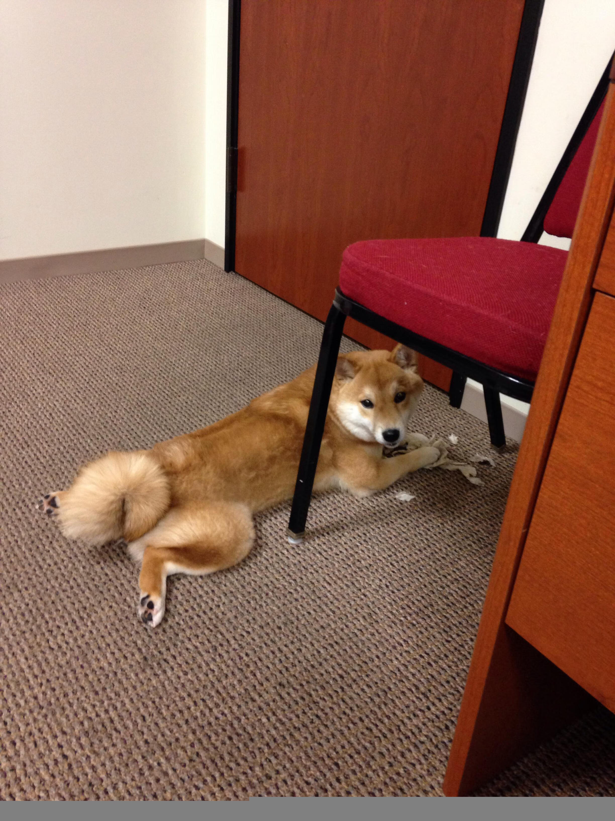 九游娱乐APP-瓜帅酝酿权健冲击，巴萨迎新挑战，瓜帅执教巴萨