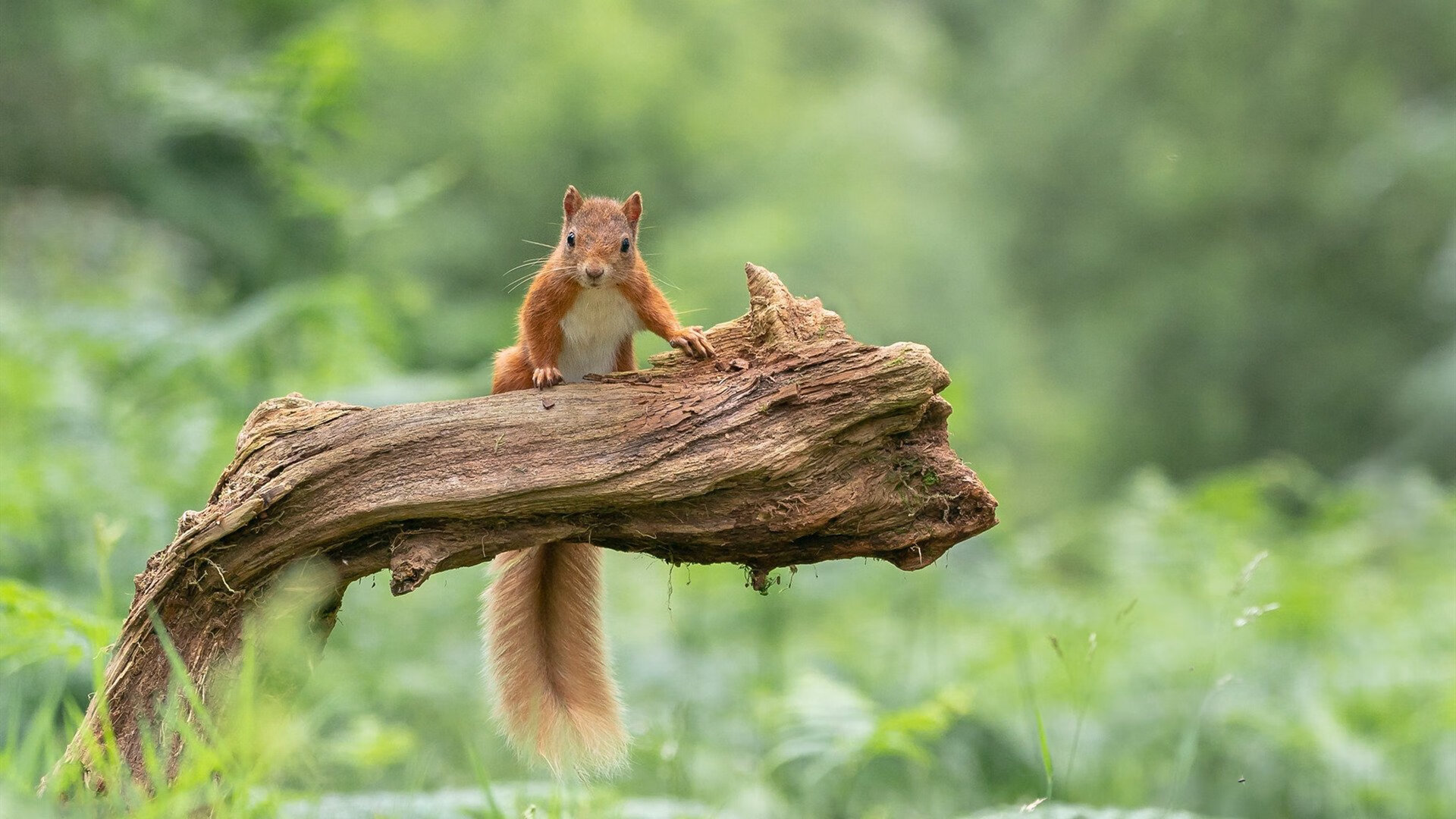 九游登录入口-震撼田径跨栏赛世界纪录告破，田径跨栏世界记录