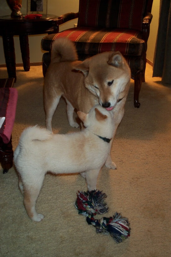 NBA球员情绪控制能力与技术犯规关系分析，nba2k情绪属性有什么用