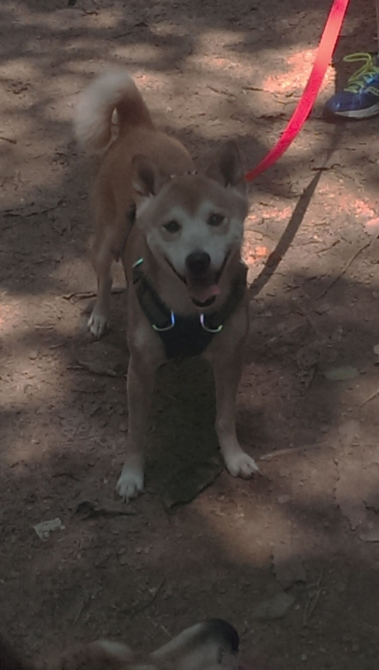 PSG稳定发挥优势，海湾者寻求突破口，gst海湾官网