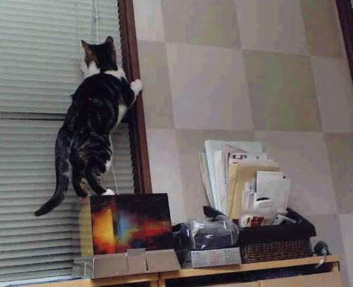 中超联赛中国队夺冠 球迷为球队欢呼雀跃,中超争冠球队