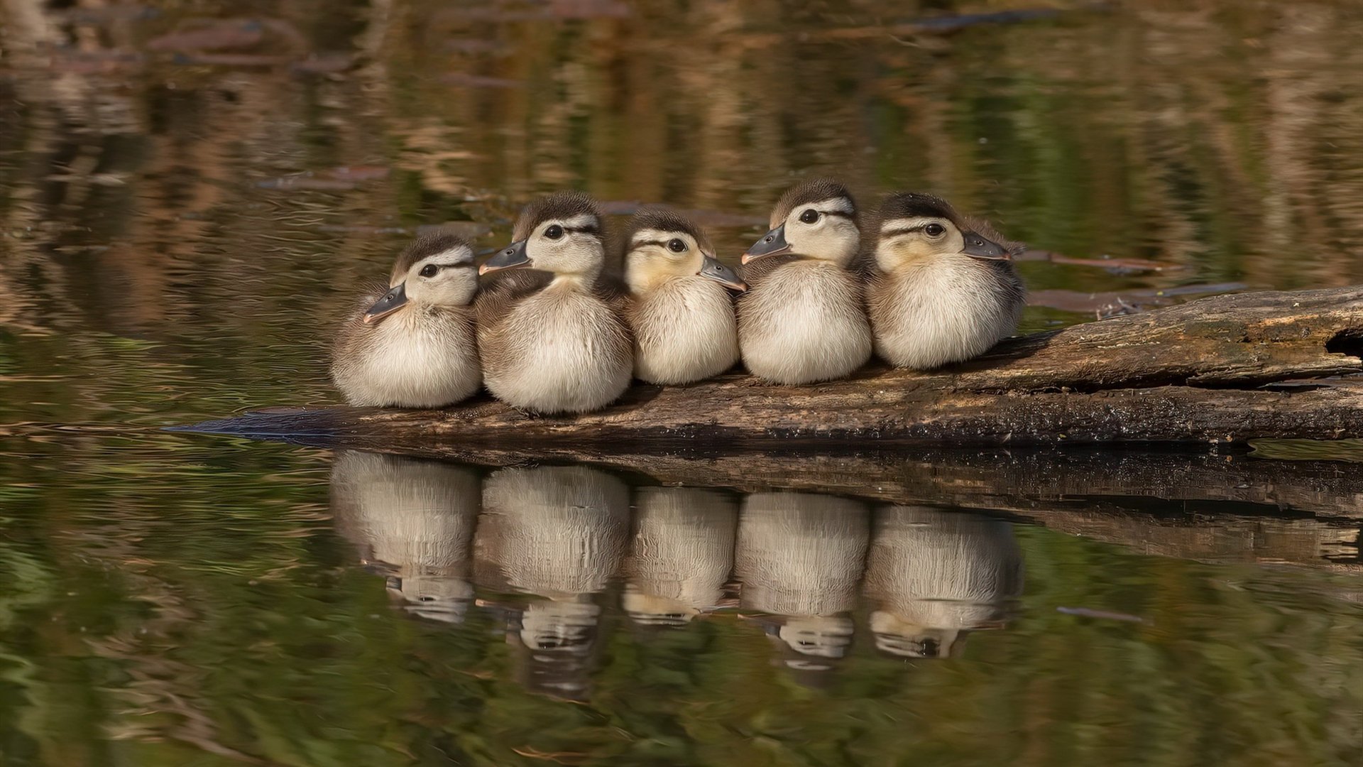 波兰队未来展望:如何借助技术创新突破乒乓传统打法局限,波兰乒乓球联赛