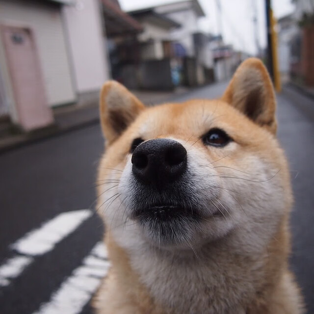 新西兰橄榄球的未来蓝图:从基层到国际舞台,新西兰橄榄球比赛视频