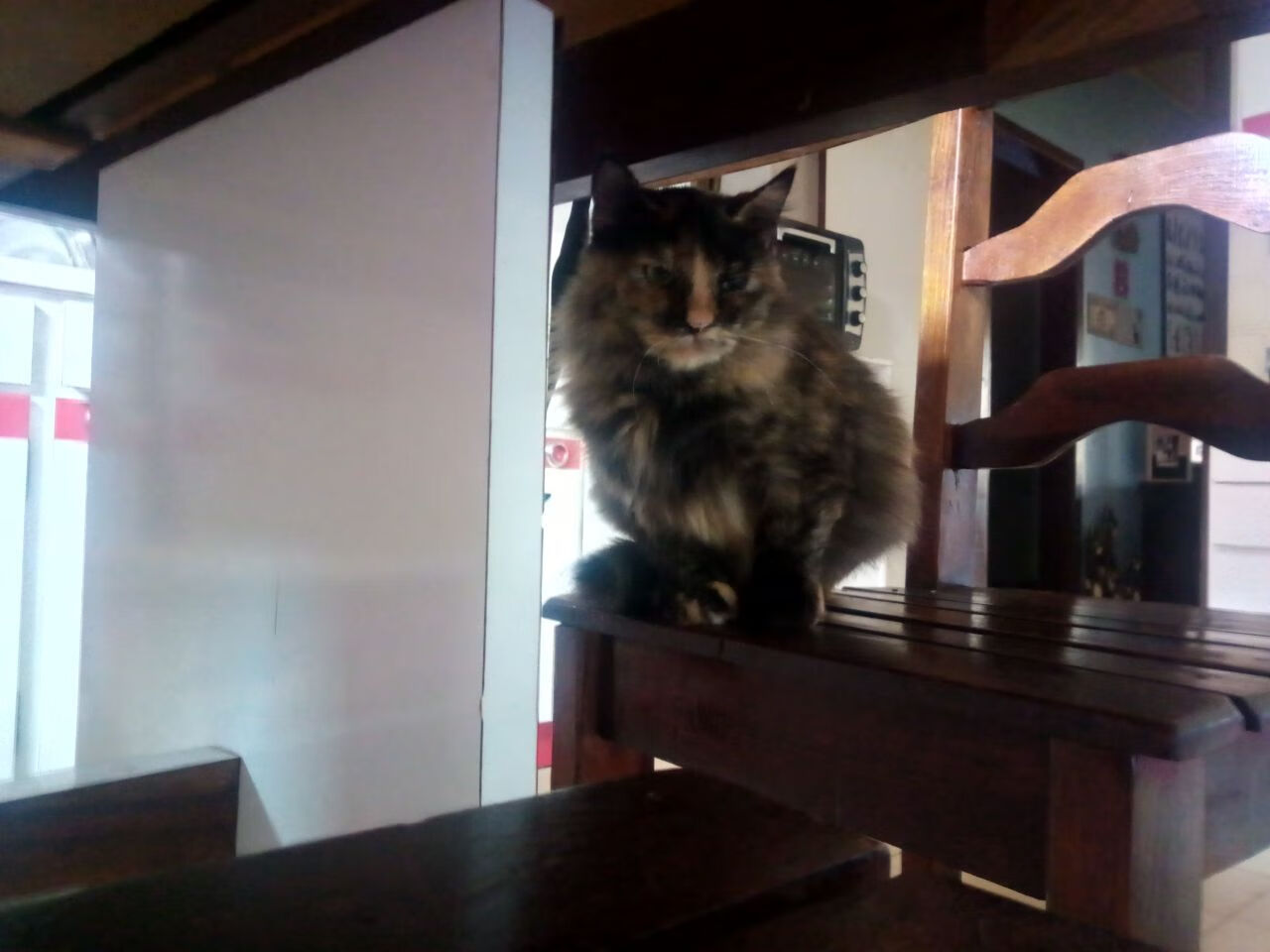 爱尔兰青少年橄榄球比赛观众席满座,爱尔兰式橄榄球