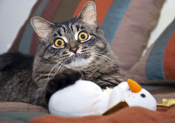 职业联赛吸引新兴行业赞助推动多元产业融合,职业联赛的作用