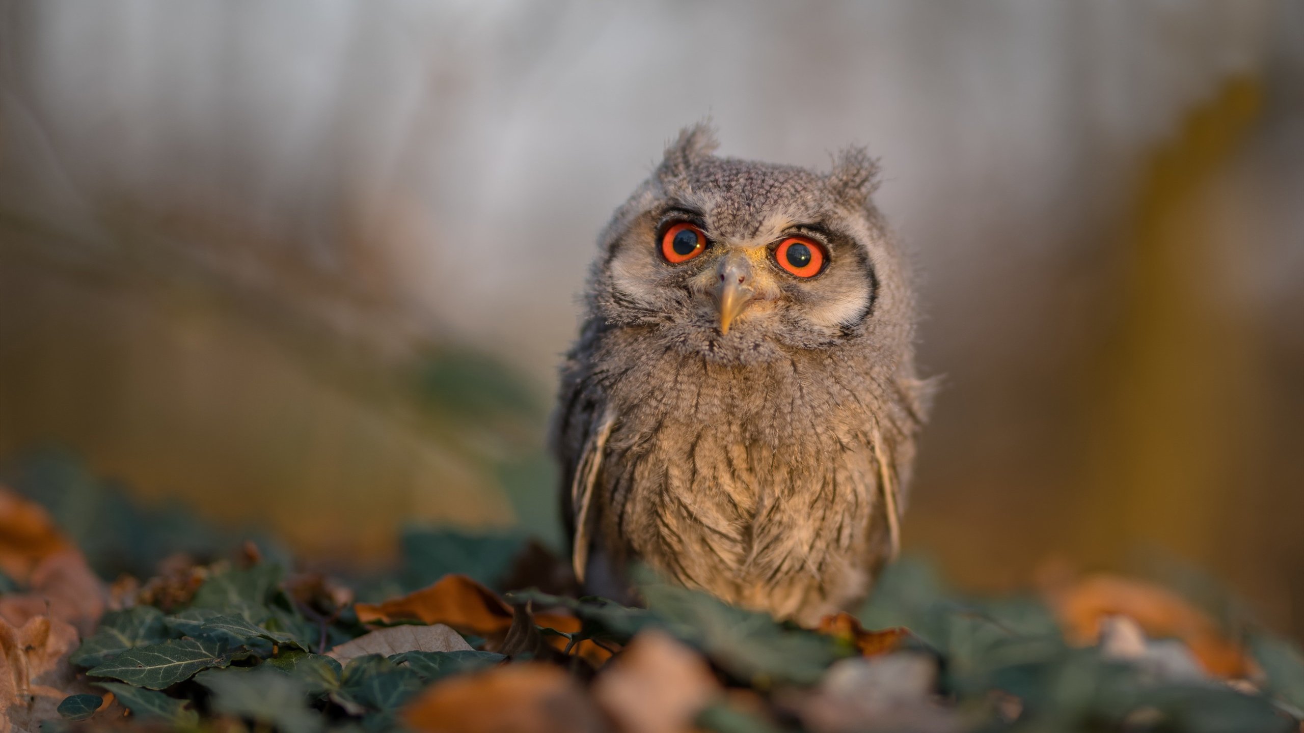 英超激烈竞争,豪门纷纷发起冲击